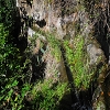 Plants: image 71 Of 208 Thumb